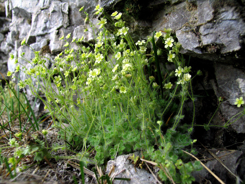 Saxifraga arachnoidea Sterub. / Sassifraga ragnatelosa